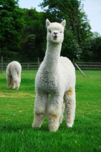 Herts_Alpacas churchill