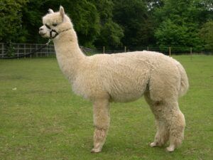 herts-alpacas-nelson-4-p